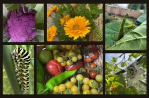 Lee más sobre el artículo Entrevista a Eco Esfera Viva, canal de YouTube sobre agricultura ecológica