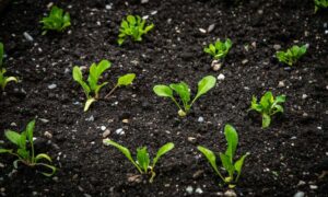 Lee más sobre el artículo Mejores canales de YouTube de huerta y jardín