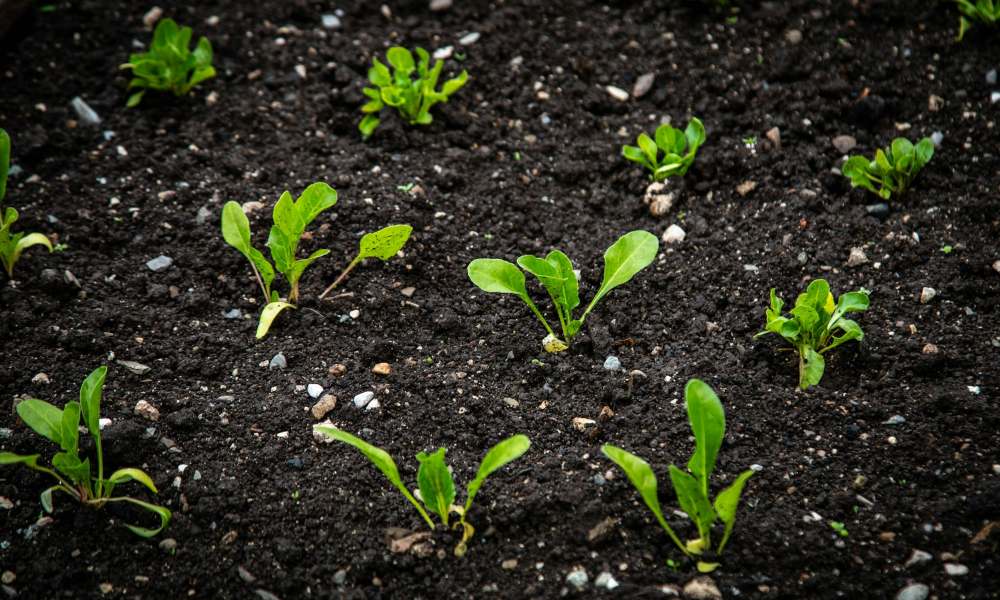 Lee más sobre el artículo Mejores canales de YouTube de huerta y jardín