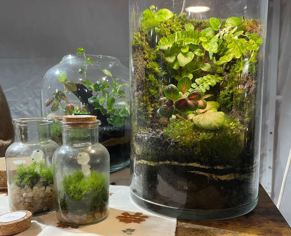 Terrario Natura Perpetua